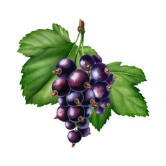 Watercolor illustration with black currant and leaves isolated on the white background.Hand painted watercolor clipart.