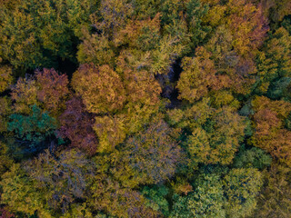 Naklejka premium aerial view of autumn forest