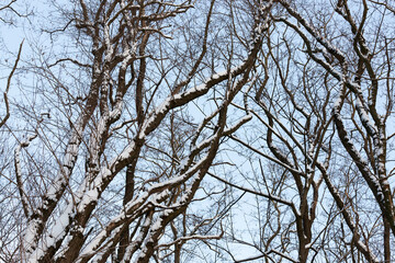 Fototapeta na wymiar bare deciduous trees in the snow in winter