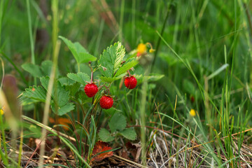 Wild strawberry bush in forest. Red strawberries berry in wild meadow, close up