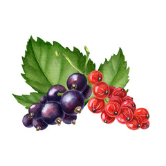 Watercolor illustration with black currant and leaves isolated on the white background.Hand painted watercolor clipart.