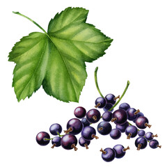 Watercolor illustration with black currant and leaves isolated on the white background.Hand painted watercolor clipart.