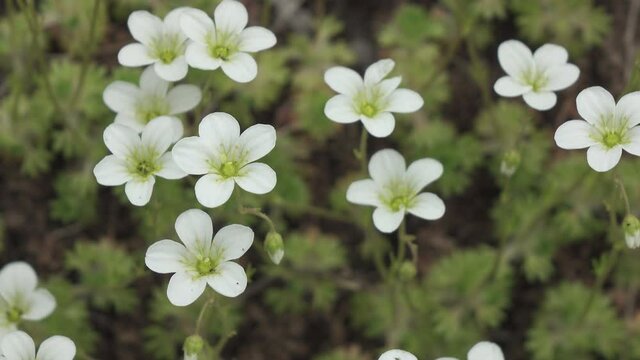 Flowers of Sagina subulata. Sagina Subulata. Alpine Pearlwort. Sagina saginoides, Decorative moss blooms in the garden on a sunny day,
