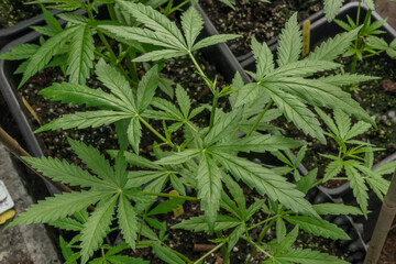 Naklejka na ściany i meble Small fresh young marijuana flowers in greenhouse