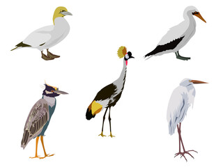 een groep vogels op een witte achtergrond
