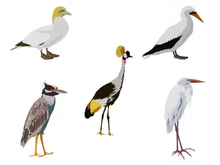 Behang Reiger een groep vogels op een witte achtergrond