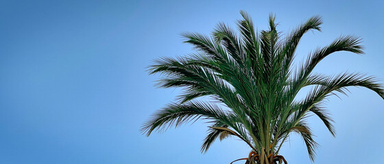 Fototapeta na wymiar Liście palmy na tle nieba