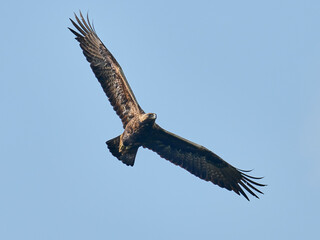Golden eagle (Aquila chrysaetos)