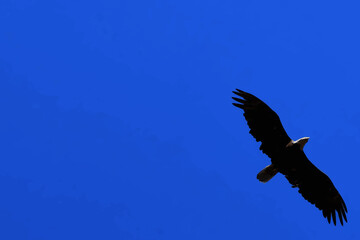 Vector of an Eagle Flying with Graphic Space to the Left