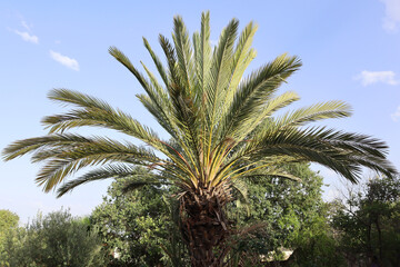 Fototapeta na wymiar Natural view of a date palm tree against a blue sky
