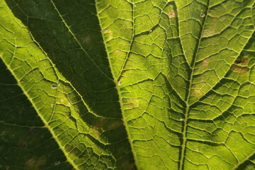 Sun Shinning Through Squash Leaf with Veins