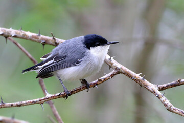 Tropical Gnatcatcher (Polioptila plumbea) perched in the middle of the branch