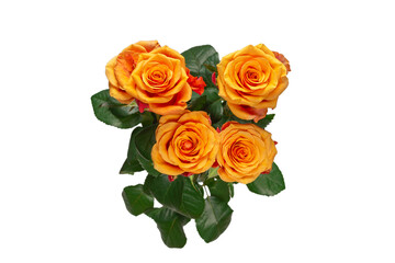 Orange rose isolated on a white background.