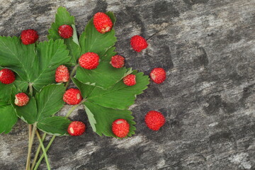 Red forest wild strawberries on green leaves