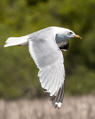 Seagull in flight