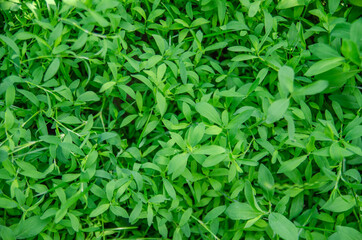 Close-up image of fresh green grass. Green grass texture for wallpaper, background