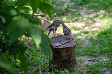 Wild bird. Mother bird feeds her chick