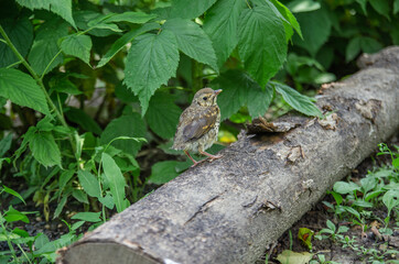 A small wild bird sits on a log. wildlife