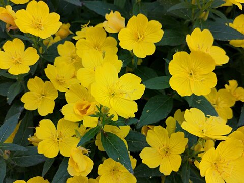 Yellow flowers grow in the garden