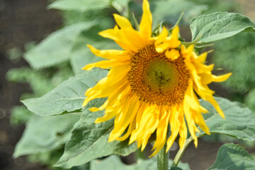 Yellow sunflower flower in the garden during the day
