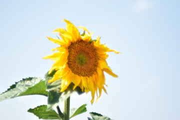 Fototapeta premium Yellow sunflower flower in the garden during the day