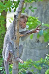 An Indian monkey from Wynad, Kerala