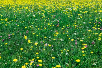 Blooming field during spring time