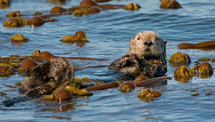 Sea Otter In Kelp Bed Off Homer, Alaska