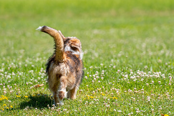 nice mixed breed dog playing on the lawn on a sunny summer day