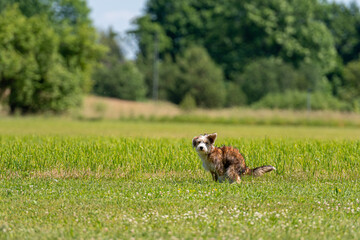 nice mixed breed puppy pooping in the grass on a sunny summer day