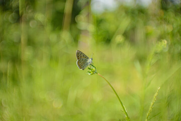 butterfly on a green grass