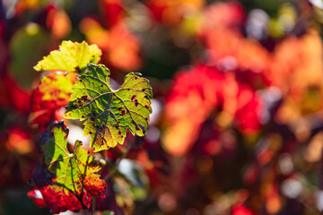 Red and yellow Vineyard Grape leaves