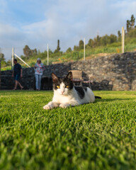 cat on the grass