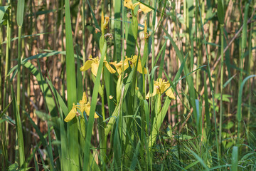 Fototapeta premium Yellow irises in the wild grow in the meadow.