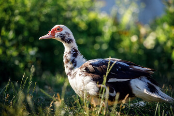 Female brown duck with a red bumpy patch of flesh by its eyes and bill is standing on green grass