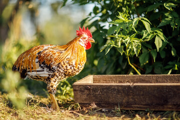 On a sunny summer day, the rooster eats from the trough