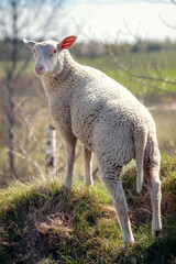 Obraz premium A white sheep stands on a hill in a background of a beautiful rural landscape