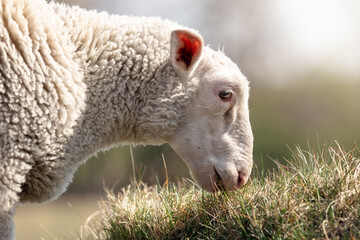A close-up portrait of a sheep's head profile
