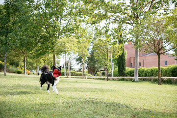 Border collie running with a disc in his mouth covering his face. Image with copy space