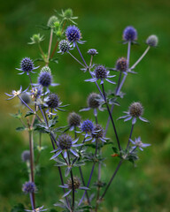 Blue-headed Eringium plant blooms large against  background of green lawn, beautiful lilac leaves and thorns. Selective focus