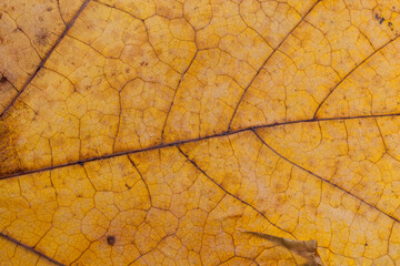 dry tree leaves, stacked together