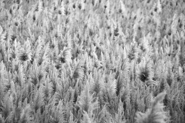 Fototapeta premium Dry reed outdoor in colors, reed layer, reed seeds. Black and white reed grass, pampas grass. Abstract natural background. Beautiful pattern with neutral colors. Minimal, stylish, trend