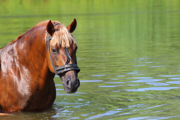 A beautiful horse stallion bathes in the lake on a hot day, rest and, relaxation, travels red...