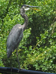 Great Blue Heron standing on railing with mouth open