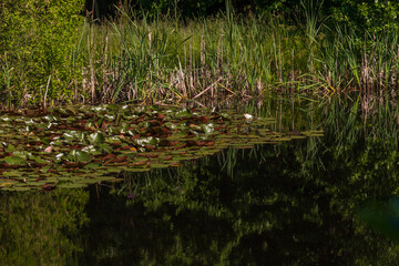 White water lily among green leaves is reflected on the surface of the pond.