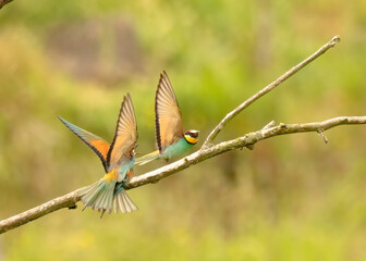 bee-eater flying and fighting , Bienenfresser fliegen und kämpfen