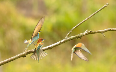 bee-eater flying and fighting , Bienenfresser fliegen und k&auml;mpfen