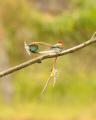 bee-eater flying and fighting , Bienenfresser fliegen und kämpfen