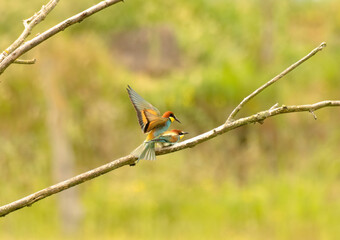 bee-eater mating, Bienenfresser Paarung 