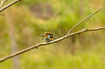 bee-eater mating, Bienenfresser Paarung 